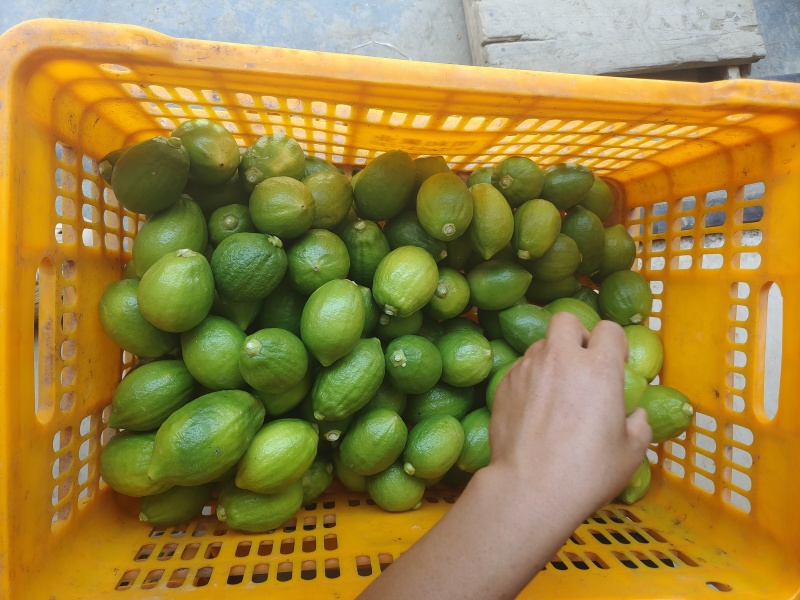 香水柠檬多汁香大一二级果