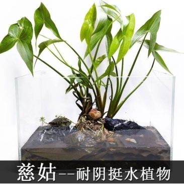 茨菇种根水培阳台户外茨菇种苗水族水草装饰花卉净化鱼缸净化空气