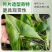 茨菇种根水培阳台户外茨菇种苗水族水草装饰花卉净化鱼缸净化空气