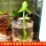 茨菇种根水培阳台户外茨菇种苗水族水草装饰花卉净化鱼缸净化空气