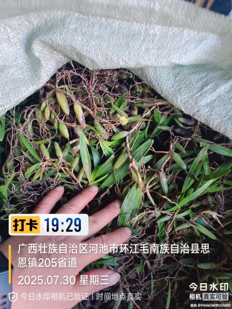 石橄榄，双叶大果