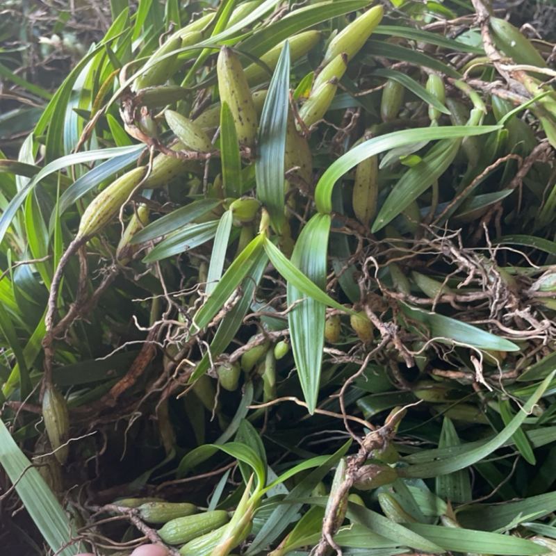 石橄榄，双叶大果