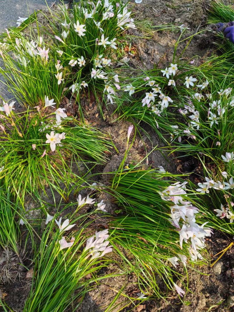 葱兰批发，红花百花，各种规格，基地常年批发