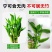 富贵竹盆栽办公室内水培植物步步高升竹子微景观桌面绿植好养盆景