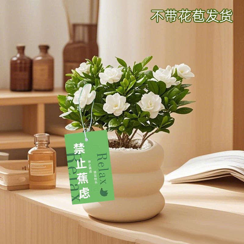 栀子花室内工位绿植高级感小盆栽好养净化空气观叶懒人不焦虑植物