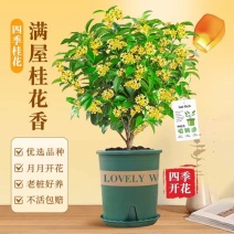 桂花树四季桂盆栽老桩苗开花不断室内阳台庭院驱蚊浓香型花卉