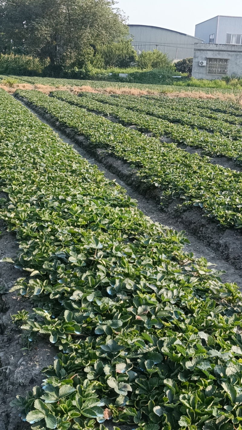 大叶红颜优质高产草莓苗