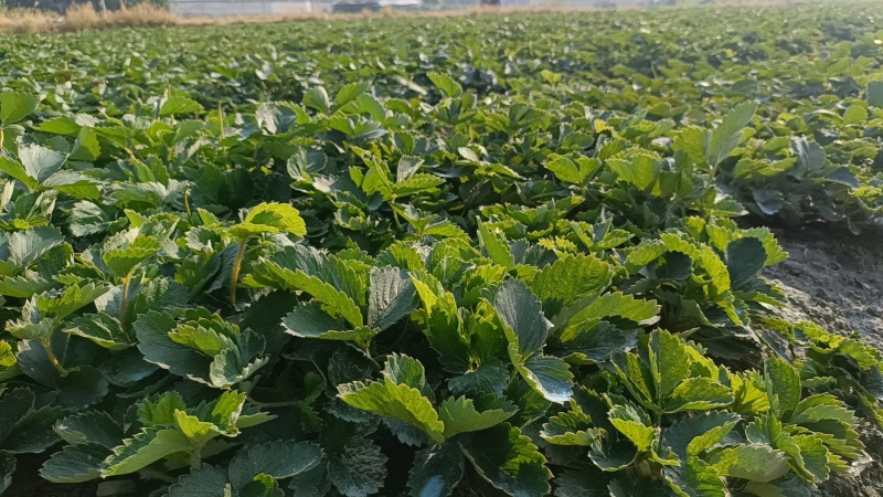 大叶红颜优质高产草莓苗
