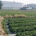 大叶红颜优质高产草莓苗