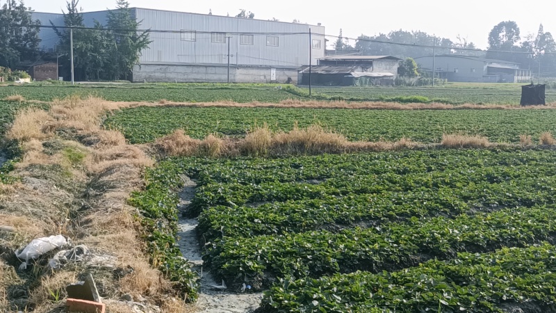 大叶红颜优质高产草莓苗