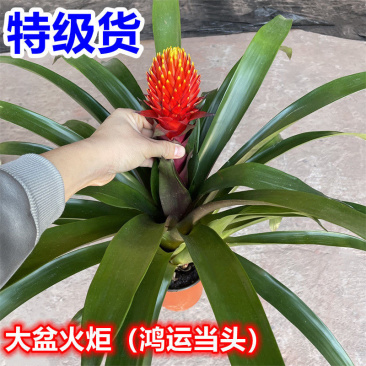大盆火炬鸿运当头盆栽凤梨小红星年宵花卉开业喜庆绿植办公室植物