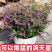 满天星鲜花盆栽好养易活花卉观赏绿植阳台庭院一年四季开花