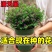 满天星鲜花盆栽好养易活花卉观赏绿植阳台庭院一年四季开花