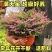 满天星鲜花盆栽好养易活花卉观赏绿植阳台庭院一年四季开花