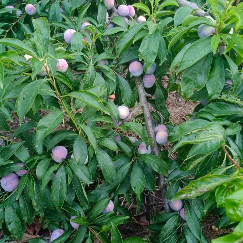 小脆红大量上市，价格便宜