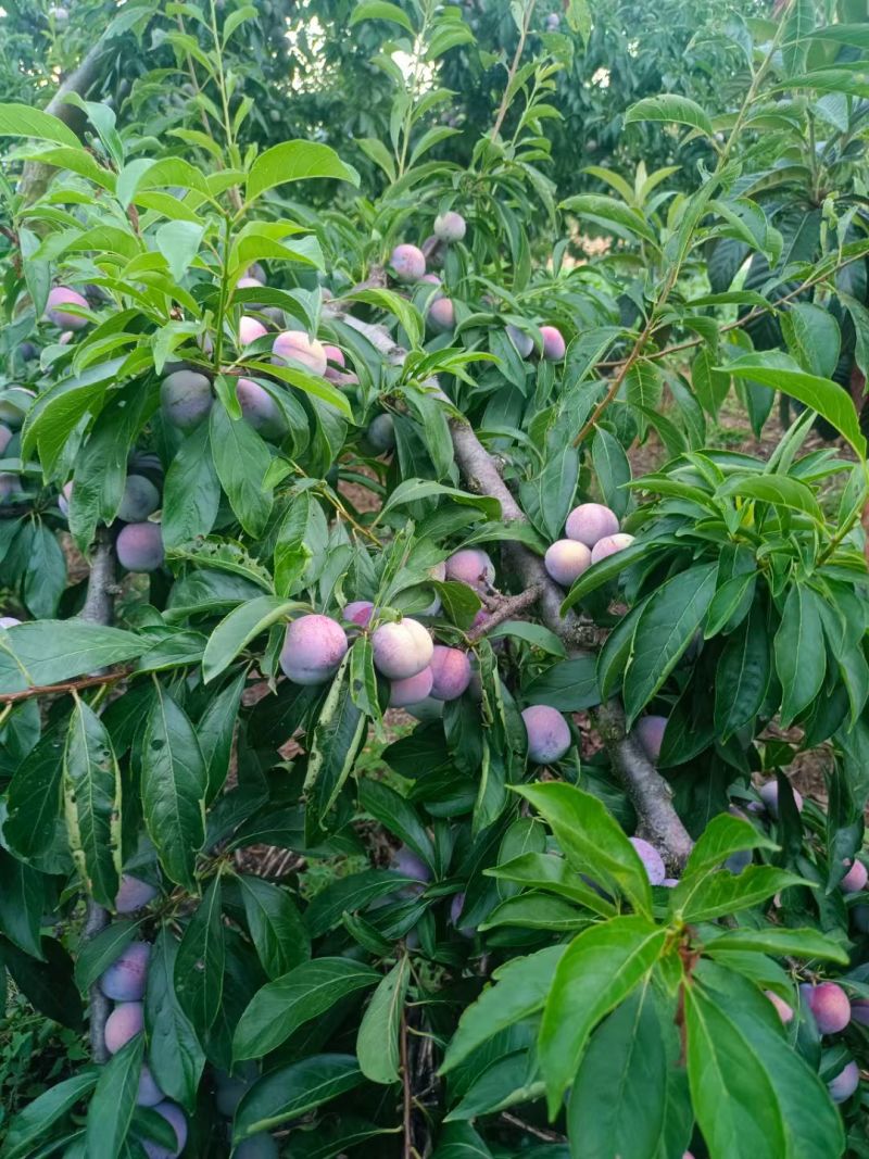 小脆红大量上市，价格便宜
