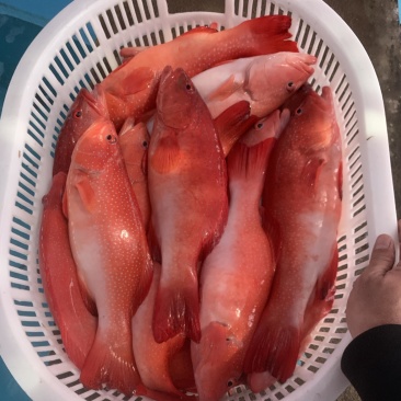 全红东星斑，酒店，婚宴，高瑞会所，电商，农贸市场。全品