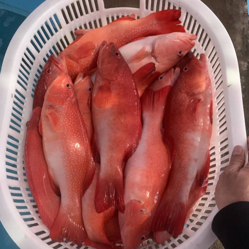 全红东星斑，酒店，婚宴，高瑞会所，电商，农贸市场。全品