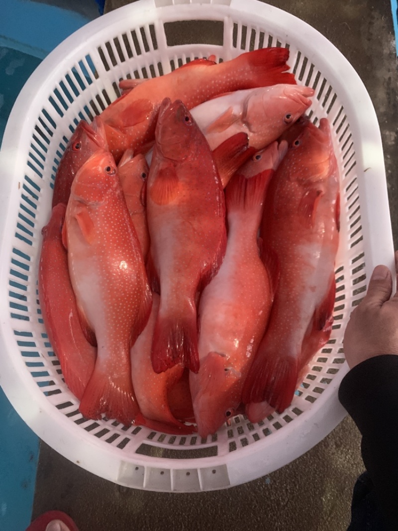 全红东星斑，酒店，婚宴，高瑞会所，电商，农贸市场。全品