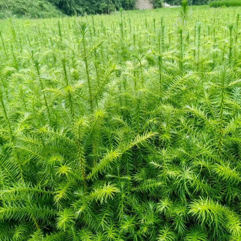 精品杉木苗一年苗【杉木苗】质量保规格齐全基地直销一手货源