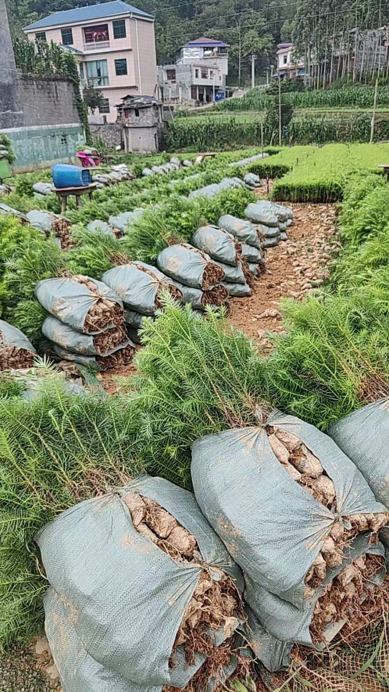 精品杉木苗一年苗【杉木苗】质量保规格齐全基地直销一手货源