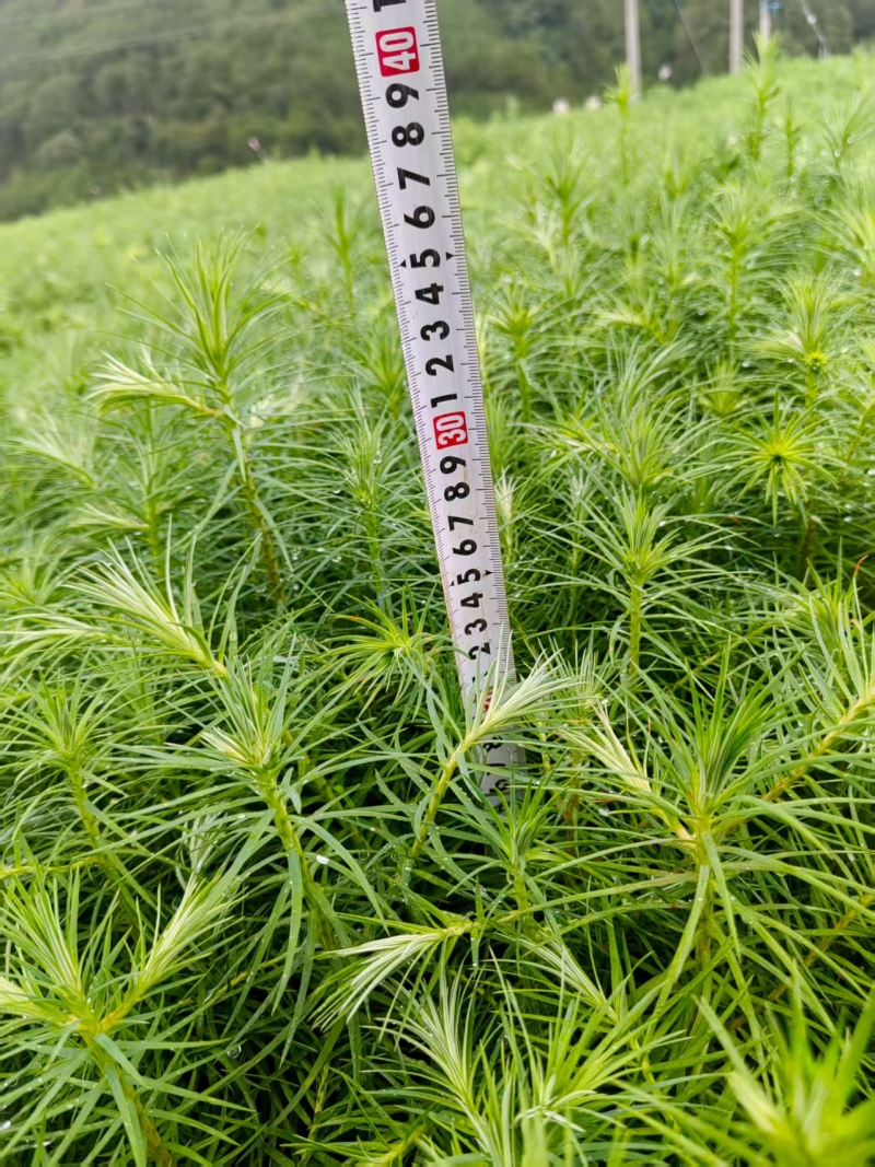 精品杉木苗一年苗【杉木苗】质量保规格齐全基地直销一手货源
