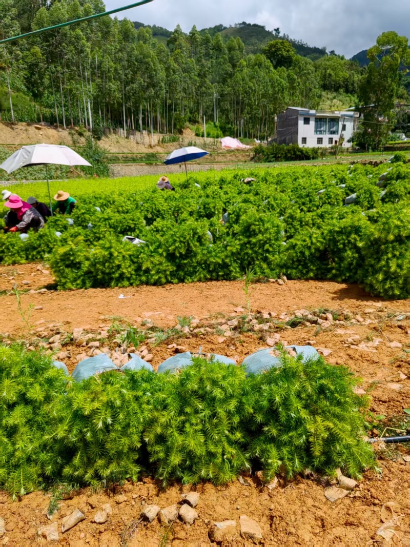 精品杉木苗一年苗【杉木苗】质量保规格齐全基地直销一手货源
