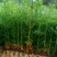 精品杉木苗一年苗【杉木苗】质量保规格齐全基地直销一手货源