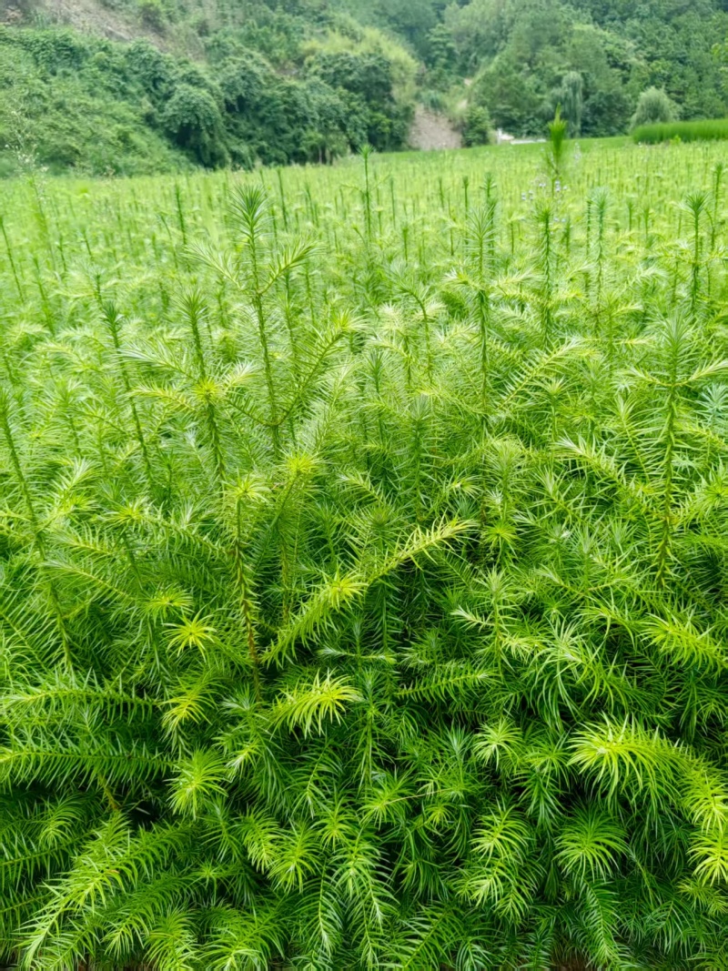 精品杉木苗一年苗【杉木苗】质量保规格齐全基地直销一手货源