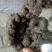 猴结