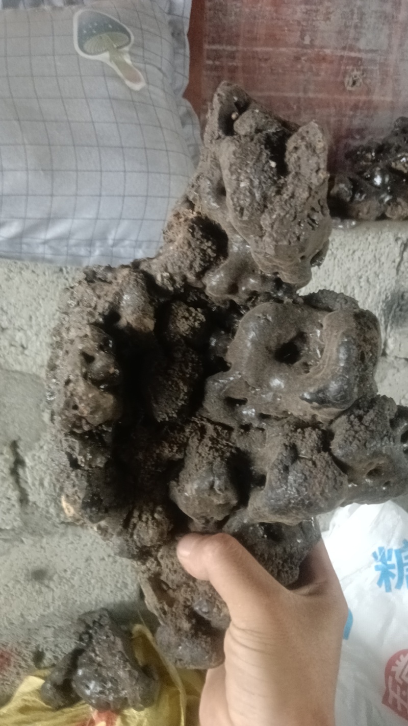 猴结