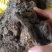 猴结