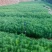 【马尾松】精品马尾松一年苗质量保证规格齐全基地直销价格实惠