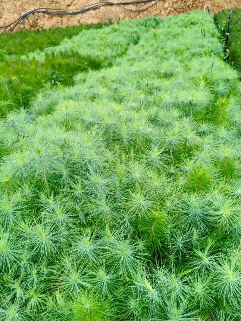 【马尾松】精品马尾松一年苗质量保证规格齐全基地直销价格实惠