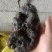 猴结