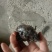猴结