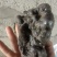 猴结