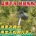 新款摘枣子神器加厚酸枣镀锌钢摘果器采果山枣