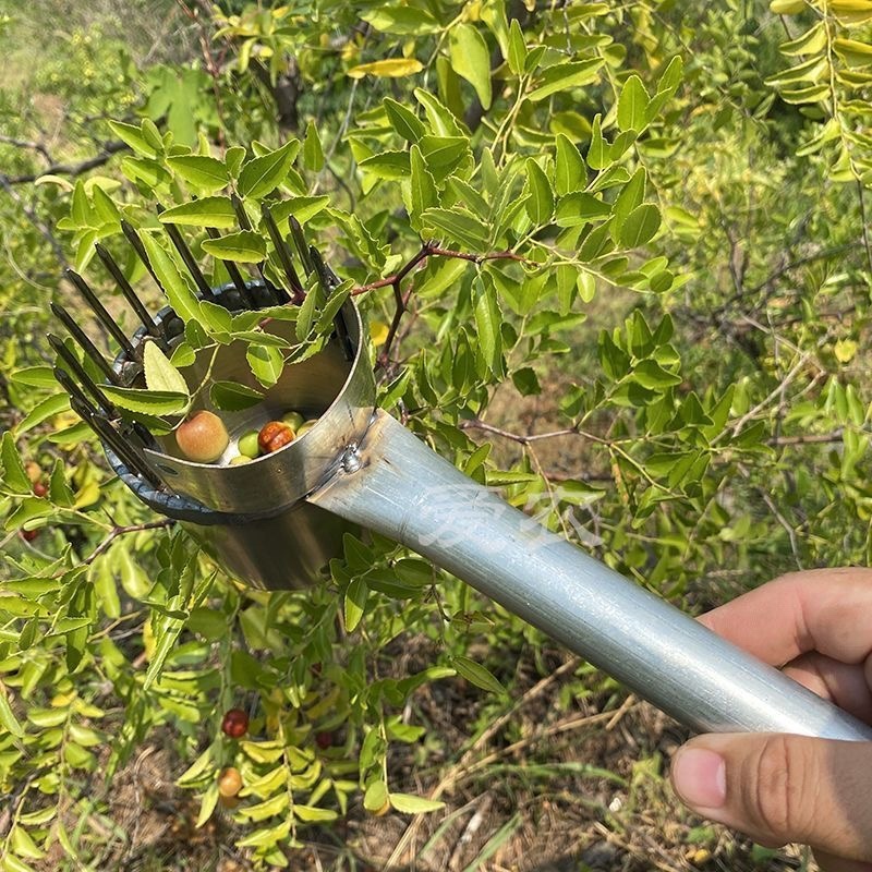 新款摘枣子神器加厚酸枣镀锌钢摘果器采果山枣