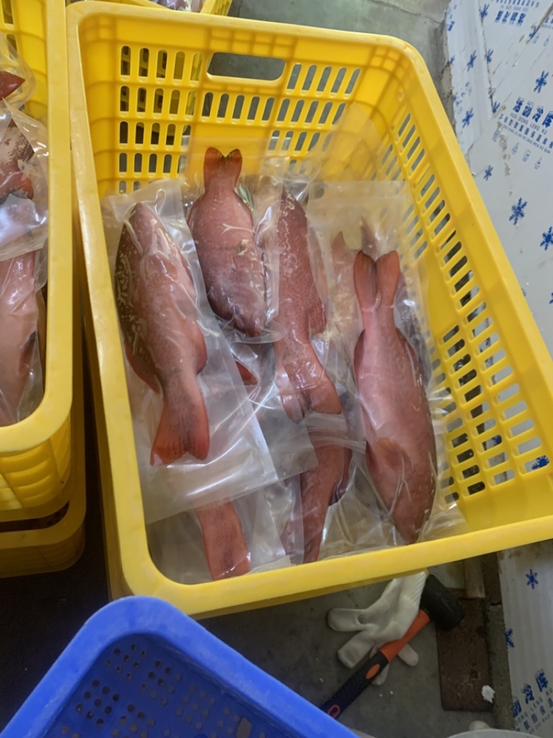 东星斑，原条冻品真空包，各种规格全有，品相品质鲜嫩多汁。