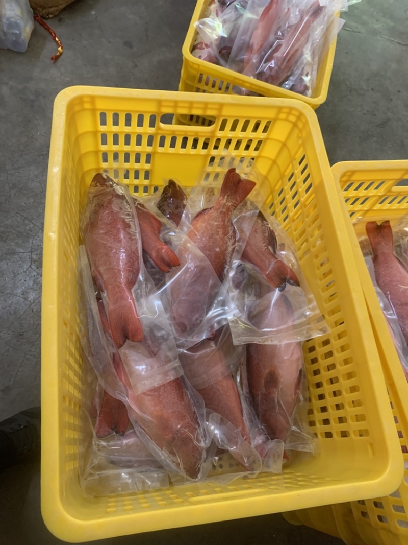 东星斑，原条冻品真空包，各种规格全有，品相品质鲜嫩多汁。