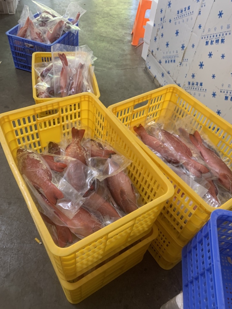 东星斑，原条冻品真空包，各种规格全有，品相品质鲜嫩多汁。