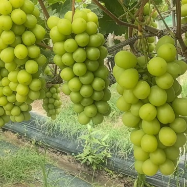 阳光玫瑰葡萄