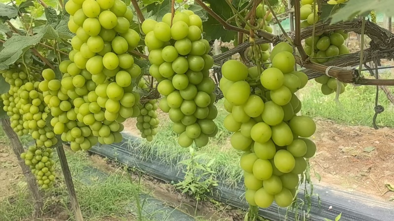 阳光玫瑰葡萄