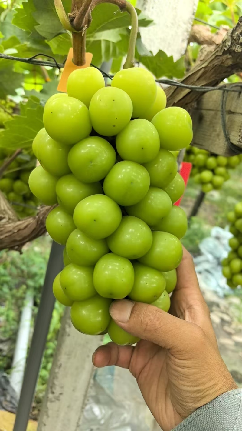 阳光玫瑰葡萄