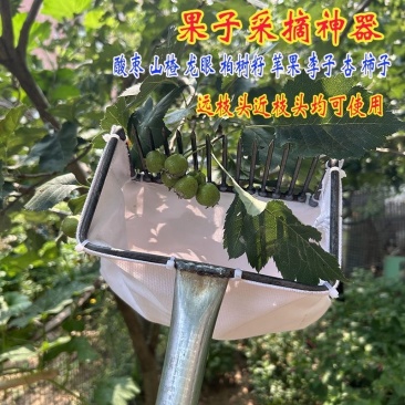 新款摘酸枣工具摘柏树籽神器白果女贞子野山枣茶油果