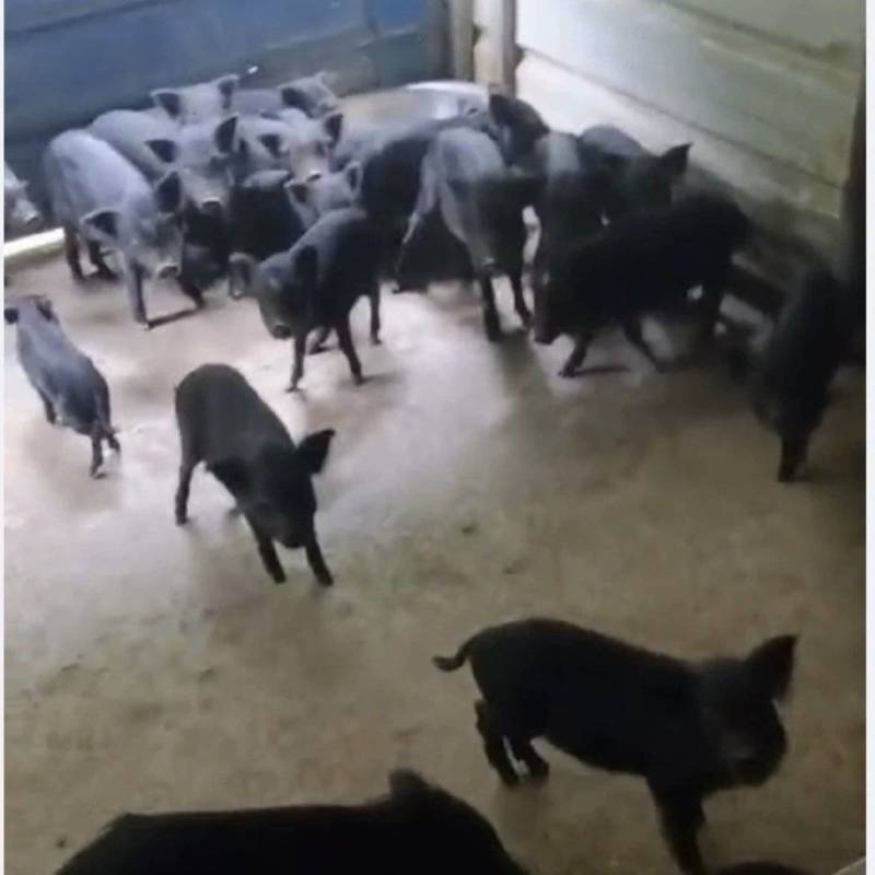 小香猪便宜出售了需要老板快来，只有二十几只
