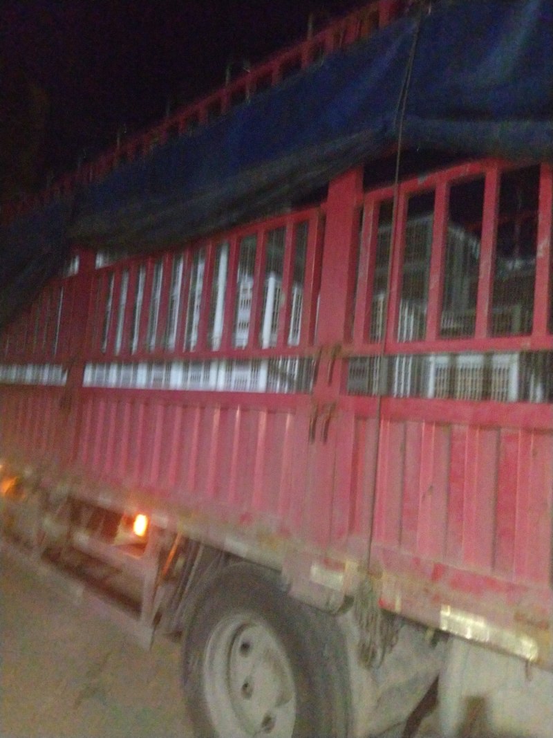 一件代发猕猴桃绿心徐香黄心翠香一件代发整车批发