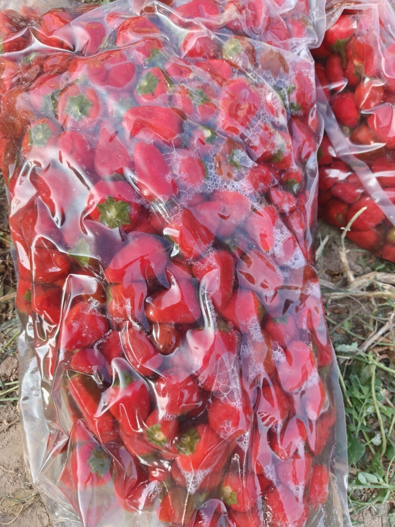 河南圆椒泡椒，产地直发，一手货源，欢迎广大客商实地考察，