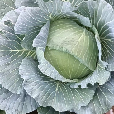 包菜
